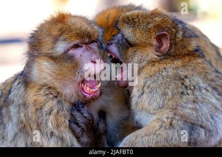 Ape barbarica, macaco barbaro (Macaca sylvanus), grooming e litigare Foto Stock