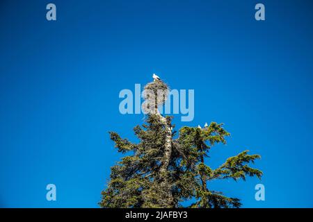 vista dal basso delle cicogne sulla cima dell'albero sul cielo blu Foto Stock