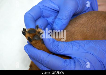 Il veterinario esamina la zampa del cane. Una mano in un guanto medico e una zampa di cane da vicino Foto Stock