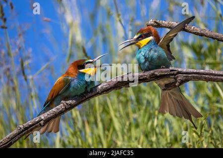 Apicolor d'api europeo (Merops apiaster), coppia in esposizione, Germania, Baden-Wuerttemberg Foto Stock