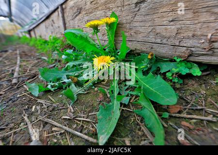 Dente di leone comune (Taraxacum officinale), come erbaccia in un giardino, Germania, Renania settentrionale-Vestfalia Foto Stock