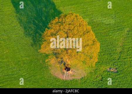 Rovere (Quercus spec.), rovere autoportante in primavera con pelle rialzata, 05/18/2022, vista aerea, Germania, Schleswig-Holstein Foto Stock