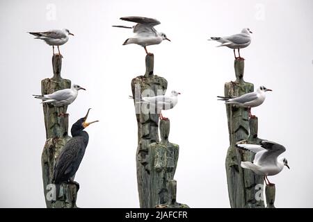 Gabbiano a testa nera (Larus ridibundus, Chromicocephalus ridibundus), gabbiani e cormorani su una scultura, Germania Foto Stock