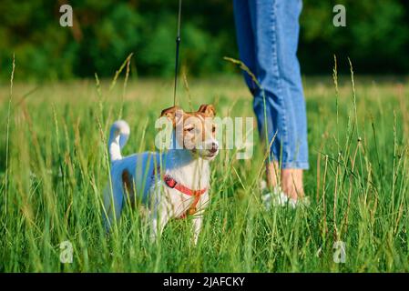 Carino cane a piedi al parco con erba verde, Donna cammina con il suo cane all'aperto, cura degli animali domestici Foto Stock