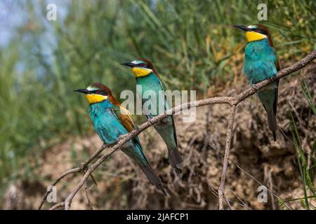 Apicologio europeo (Merops apiaster), tre mangiatori di api che si riuniscono su una filiale, Germania, Baden-Wuerttemberg Foto Stock