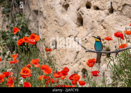 Apicolor europeo (Apiaster Merops), arroccato su un ramo di fronte al muro di allevamento tra papaveri in fiore, Germania, Baden-Wuerttemberg Foto Stock