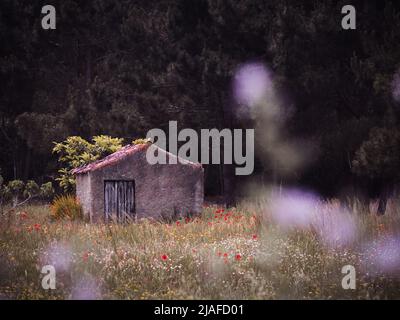 Paesaggio rurale con un vecchio casacca rustica abbandonata in piedi tra i cespugli e fiori incorniciati da una morbida sfocatura in primo piano Foto Stock