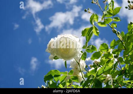In una giornata di sole, la fioritura bianca si è innalzata contro il cielo blu con le nuvole. Pianta giardino fiorente sotto la luce del sole con cielo blu. Bella arrampicata Alba rosa. Foto Stock