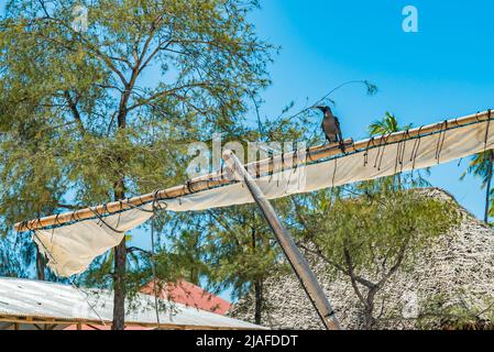 Primo piano di un Crow su un albero di barca di Fifhing Zanzibar Island, Tanzania Foto Stock