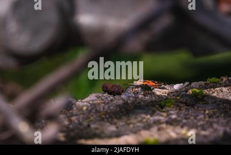 Gioiello bug nel verde della natura Foto Stock