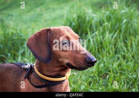 Ritratto di un dachshund rosso con un collare giallo contro zecche e pulci su sfondo di erba verde. Collare di cane contro zecche e pulci Foto Stock