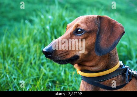 Collare di cane contro zecche e pulci. Cane con un collare giallo contro zecche e pulci su sfondo verde erba Foto Stock