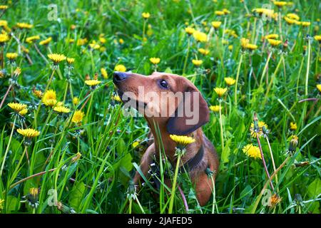 Dachshund tra erba e dente di leone. Mini dachshund rosso che cammina in un campo tra erba verde e dentelioni gialli Foto Stock