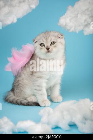 Ritratto di un gattino scozzese con piume rosa sulla schiena su nuvole di cotone bianco su sfondo blu. Gattino grigio purebrato a strisce con occhi marroni Foto Stock