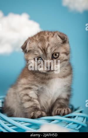 Primo piano ritratto di un carino gattino grigio a strisce di razza scozzese seduto in una corona di vimini blu e guardando verso il basso con occhi gialli. Backgrou blu Foto Stock