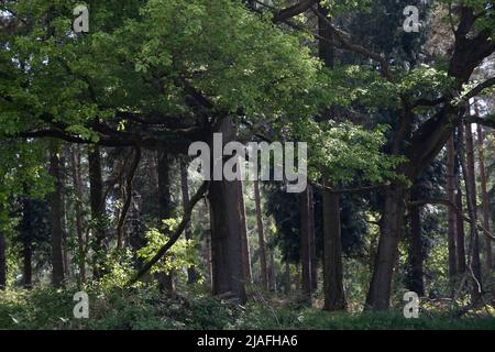 Woodland scena il 14th maggio 2022 a Upper Arley, Regno Unito. Upper Arley è un villaggio e parrocchia civile nei pressi di Kidderminster nel distretto forestale del Wyre nel Worcestershire, Inghilterra. Foto Stock