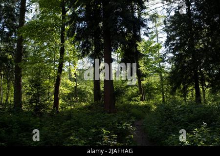 Woodland scena il 14th maggio 2022 a Upper Arley, Regno Unito. Upper Arley è un villaggio e parrocchia civile nei pressi di Kidderminster nel distretto forestale del Wyre nel Worcestershire, Inghilterra. Foto Stock