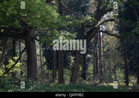 Woodland scena il 14th maggio 2022 a Upper Arley, Regno Unito. Upper Arley è un villaggio e parrocchia civile nei pressi di Kidderminster nel distretto forestale del Wyre nel Worcestershire, Inghilterra. Foto Stock