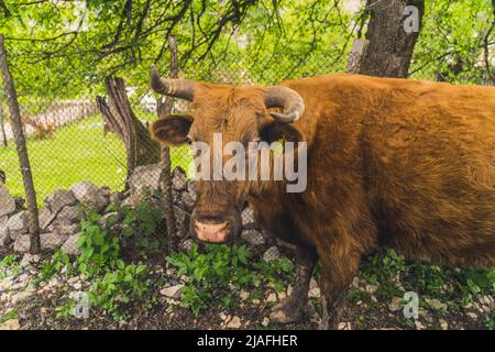 primo piano di una mucca marrone nel villaggio, razza ecologica, naturale. Foto di alta qualità Foto Stock