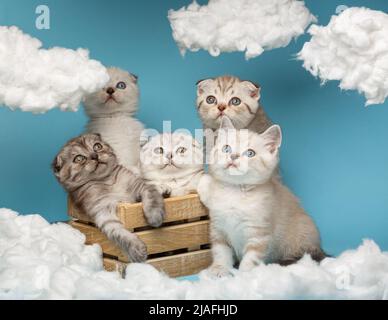 Gruppo di vari gattini scozzesi dai capelli corti seduti in una scatola di legno e guardando con interesse uno sfondo blu del cielo. Installazione SKY con wh Foto Stock