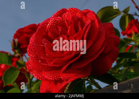 Un fiore rosso di rosa con piccole gocce di rugiada sui petali e nei raggi del sole nascente. Bellissimo grande giardino rosa fiore. Foto Stock