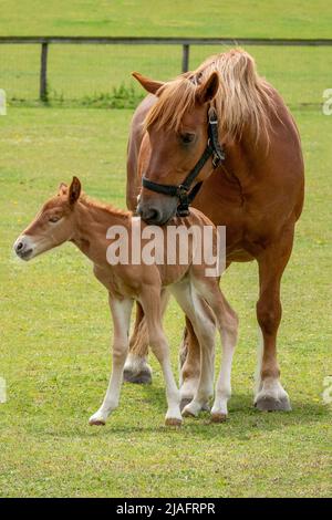 Un Suffolk Punch mare e due giorni di foca insieme in un campo Foto Stock