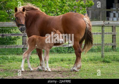 Un Suffolk Punch mare e due giorni di foca insieme in un campo Foto Stock