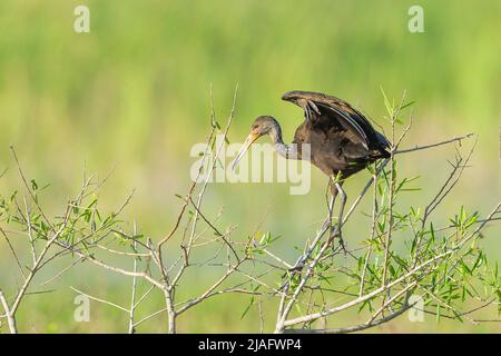 Limpkin (Aramus guarauna) Foto Stock