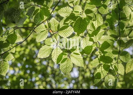 Massa di foglie di Faggio / Fagus sylvatica in baldacchino di alberi illuminati. Legno di faggio usato per la produzione di mobili. Foglie giovani commestibili, & pianta usato medicinally. Foto Stock