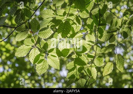 Massa di foglie di Faggio / Fagus sylvatica in baldacchino di alberi illuminati. Legno di faggio usato per la produzione di mobili. Foglie giovani commestibili, & pianta usato medicinally. Foto Stock