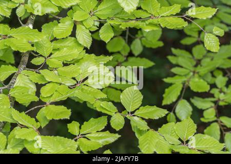 Faggio / Fagus silvatica foglie in faggio hedgerow. Legno di faggio usato nella produzione di mobili. Pianta usata in medicina di erbe, mentre foglie giovani & noci commestibili Foto Stock