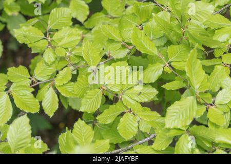 Faggio / Fagus silvatica foglie in faggio hedgerow. Legno di faggio usato nella produzione di mobili. Pianta usata in medicina di erbe, mentre foglie giovani & noci commestibili Foto Stock