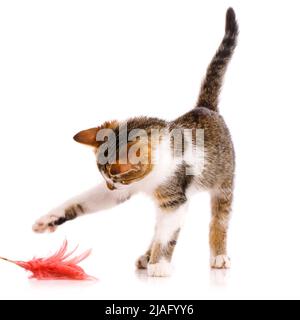 Allegro animale domestico close up.Small gattino dai capelli corti con una coda rialzata è interessato alla zampa cattura un giocattolo con piume rosa su uno sfondo bianco. Foto Stock