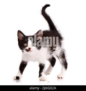 Ritratto di un gattino bianco e nero che vuole attaccare. Piccolo predatore domestico con un punto sulla sua faccia e una coda rialzata. Isolato Foto Stock