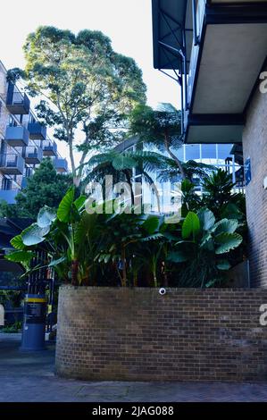 Scatta foto alla University of New South Wales Foto Stock