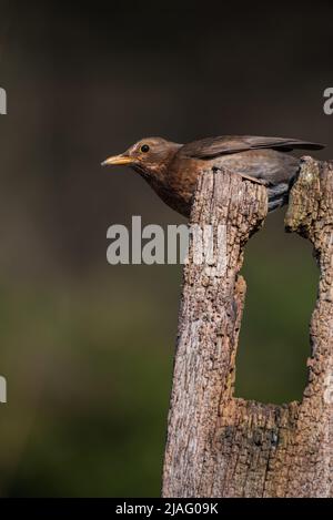 Bella primavera immagine di Blackbird Parus maggiore uccello in foresta paesaggio impostazione Foto Stock