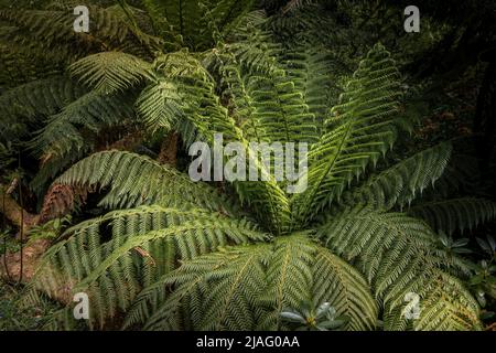 Dicksonia antartide che cresce nel giardino naturale subtropicale Penjjick in Cornovaglia. Penjerrick Garden è riconosciuto come Cornovaglia vera giungla giardino in
