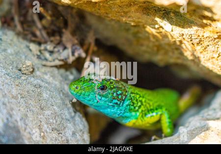 La lucertola verde europea si mostra dal suo buco Foto Stock