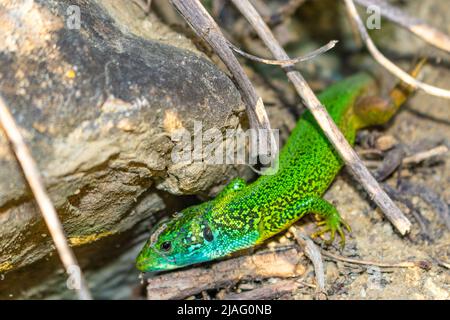 La lucertola verde europea si mostra dal suo buco Foto Stock