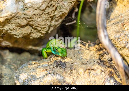 La lucertola verde europea si mostra dal suo buco Foto Stock