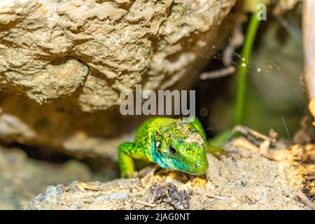 La lucertola verde europea si mostra dal suo buco Foto Stock