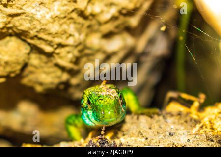 La lucertola verde europea si mostra dal suo buco Foto Stock