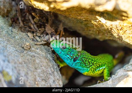 La lucertola verde europea si mostra dal suo buco Foto Stock