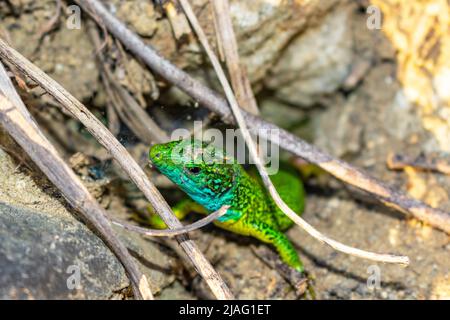 La lucertola verde europea si mostra dal suo buco Foto Stock