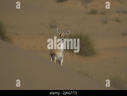 La gazzella o il rhim (Gazella leptoceros), anche conosciuta come la gazzella con corna sottile, la gazzella di sabbia africana o la gazzella di Loder, Foto Stock