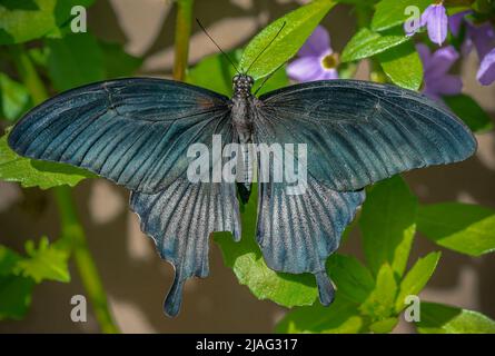 Grande Farfalla Mormone Foto Stock