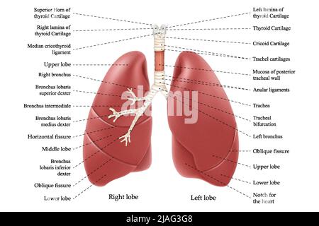 Anatomia dei polmoni con iscrizione. Organi interni del corpo umano isolati su sfondo bianco. Sistema respiratorio realistico 3D illustrazione vettoriale per Illustrazione Vettoriale