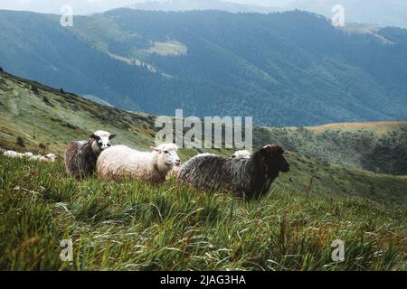 Branco di pecore in montagne assolate autunno. Carpazi, Ucraina, Europa. Fotografia di paesaggio Foto Stock