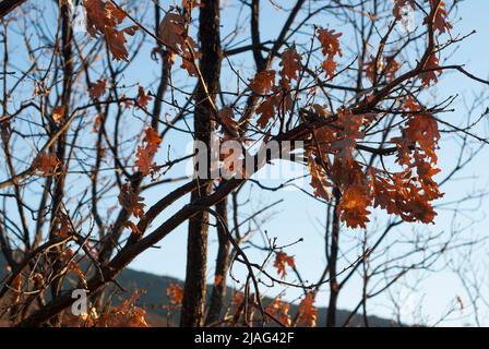 Foglie secche su un ramo di albero a fine autunno che sta per cadere a terra Foto Stock