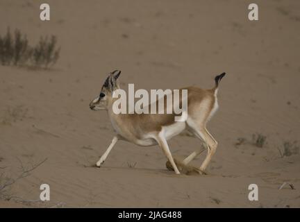 La gazzella o il rhim (Gazella leptoceros), anche conosciuta come la gazzella con corna sottile, la gazzella di sabbia africana o la gazzella di Loder, Foto Stock